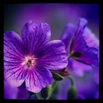 Аватар канала 💜 الـبنــفـســج 💜