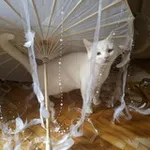 Аватар канала фанклуб дария