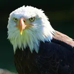 Аватар канала 🎧 SelbstErmächtigungAudios 🦅