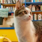 Аватар канала Фототропа: путешествия с фотоаппаратом