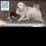 Аватар канала Kolloide & Frequenzen für Tiere ❤️