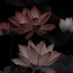 Аватар канала ⋆ ˚ 。⋆ 𝓛.𝓓.𝓘𝓷𝓯𝓸.𝓴𝓿𝓮𝓼𝓽 ⋆ ˚ 。⋆