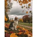 Аватар канала ＯＣＴＯＢＥＲ