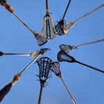 Аватар канала Lacrosse Confessions!