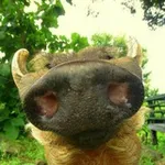 Аватар канала boar lore 🐗
