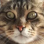 Аватар канала my cat has a crush