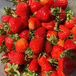 Аватар канала Ягода из Скородумовки 🍓