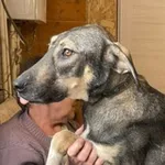 Аватар канала Приют "Лохматая душа"