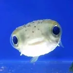 Аватар канала fish confessions