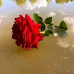 Аватар канала 🌹 مسافرة بين الكلمات 🌹