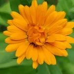 Аватар канала Petras-Kräuterliebe 🌱 ☘ 🌸 🌾 🌼 💚