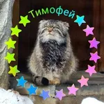 Аватар канала Манул Тимофей и все-все-все