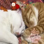 Аватар канала 每日无数猫