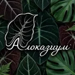 Аватар канала Алоказиум