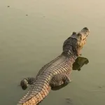 Аватар канала Будни крокодила 🐊