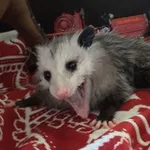 Аватар канала Opossum screamo