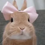Аватар канала 🐇 hares/rabbits/bunnies Confessions ❕️ кролики и зайцы кф