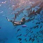 Аватар канала Ninel with Sharks 🦈