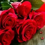 Аватар канала The Red Roses 🌹
