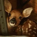 Аватар канала Deer confession+daily ༘⋆ﾟ