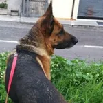Аватар канала Animali ganzi