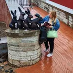 Аватар канала lisichkabook 🦊