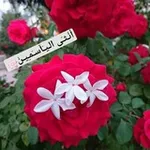 Аватар канала أُنـْــثَــى الــيَــآسـَـــــمِــيــنْ 🌸