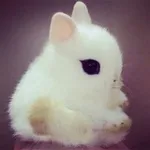 Аватар канала : кролики кф >_< .. 𓌔‌