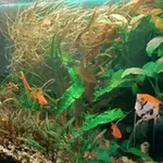 Аватар канала Акваферма 🐠