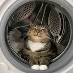 Аватар канала Котовище