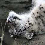 Аватар канала Hourly Sneps