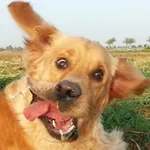 Аватар канала Картинки с тупыми собаками