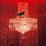 Аватар канала bird’s home