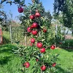 Аватар канала Записки садовода 🍎