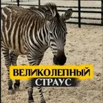 Аватар канала Великолепный страус | Страусиная ферма & Кафе
