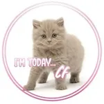 Аватар канала ㅤᵕ̈𝙄'𝙢 𝙩𝙤𝙙𝙖𝙮... 𝒄𝒇!⏑