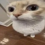 Аватар канала silly cats daily & cf