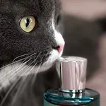 Аватар канала ✨ Парфкотики ✨