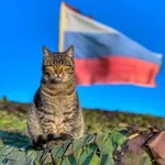 Аватар канала Фронтовые питомцы СВО