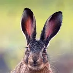Аватар канала Дикая природа Крыма. My-Mriya. 🐇