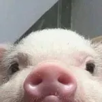Аватар канала Свинские пикчи