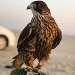 Аватар канала ‏شموخي غير‏ ™