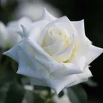 Аватар канала طمأنينــة الـروح ♥️ 🍃