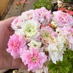 Аватар канала Пеларгонии Северск Гордеева