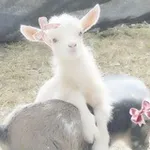 Аватар канала Ꮧинᴀ ϶ᴛᴏ ᴛы чᴛᴏᴧе?