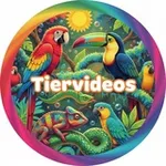 Аватар канала Tiervideos