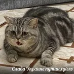 Аватар канала жёппа