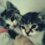 Аватар канала Cats confession [ 🐈‍⬛ 🐾 / 🐈 🍪 ]