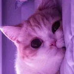 Аватар канала أحـاسـيـس صـادقـة || 🌸