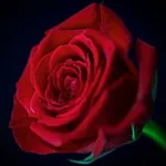 Аватар канала 💜 نور الحياة 💜 🌹